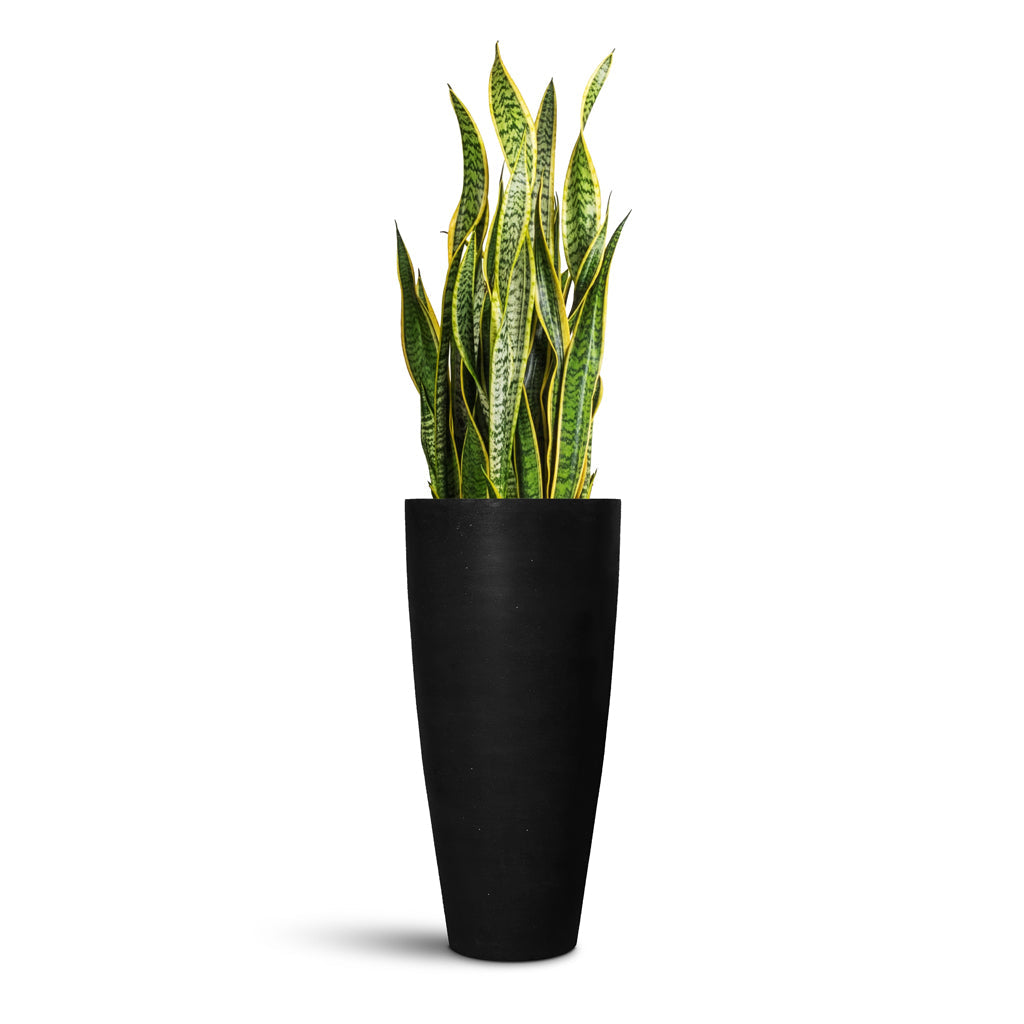Dax Natural Tall Planter - XL Plant Display