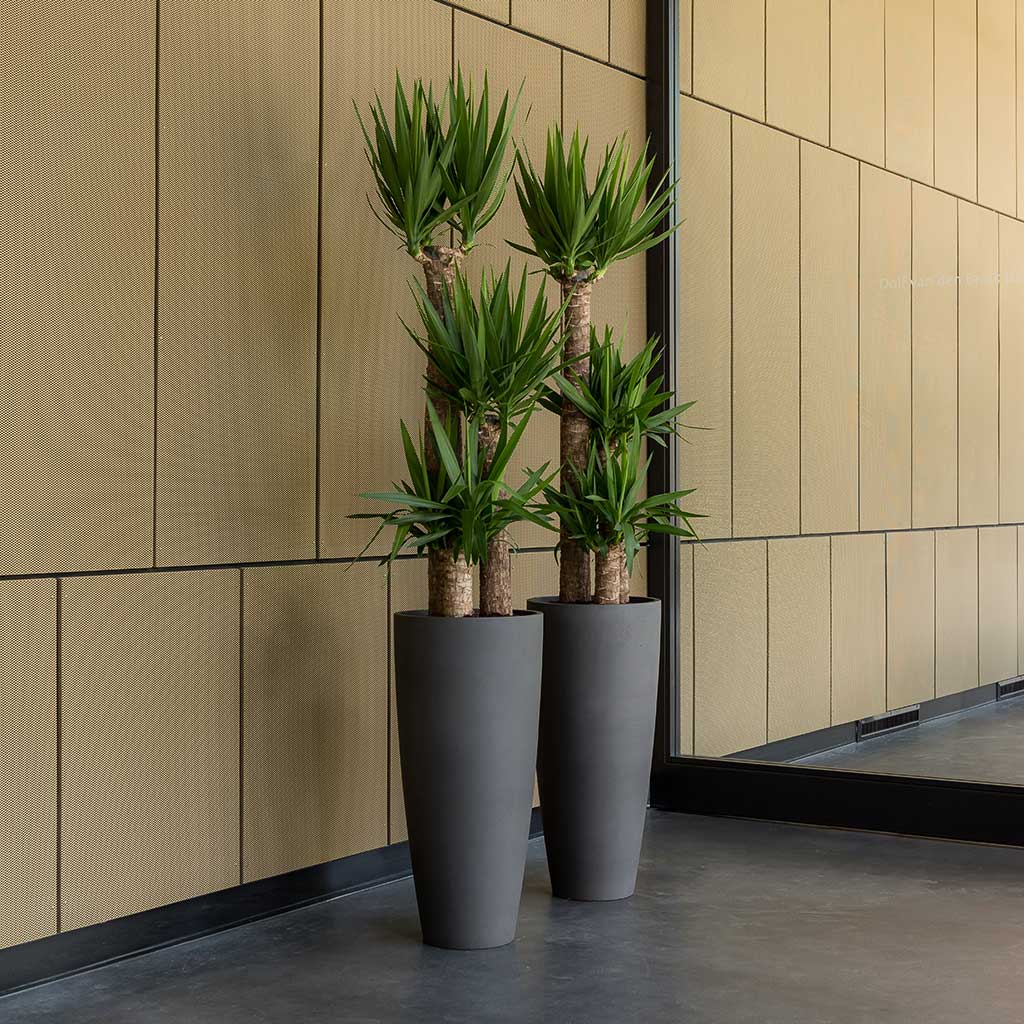 Dax Natural Tall Planter - XL Plant Display