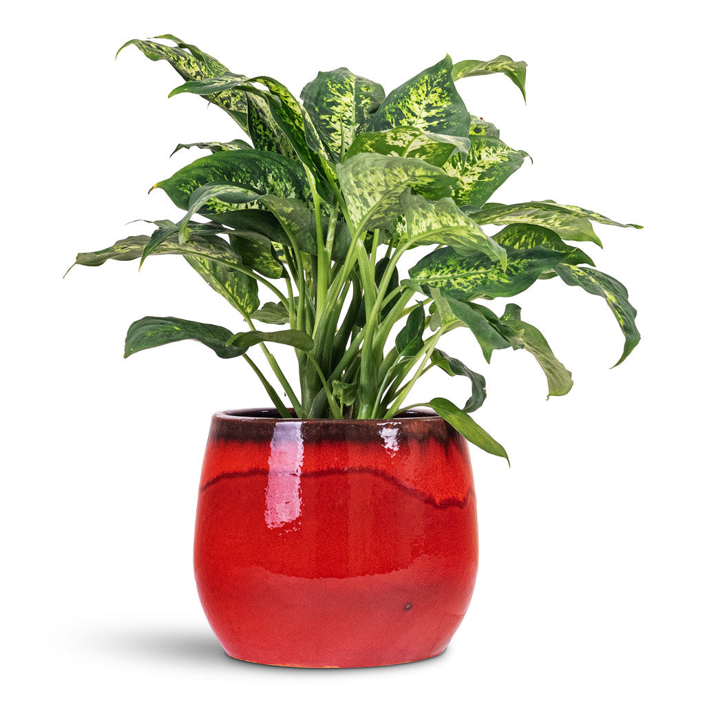 Charlotte Plant Pot - Red