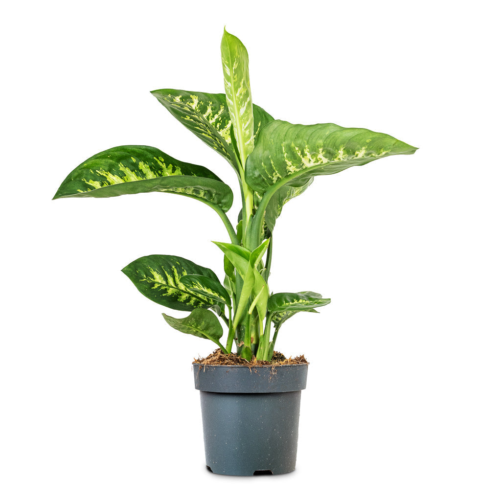 Dieffenbachia Reeva - Dumb Cane