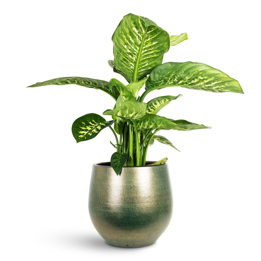 Dieffenbachia Reeva - Dumb Cane