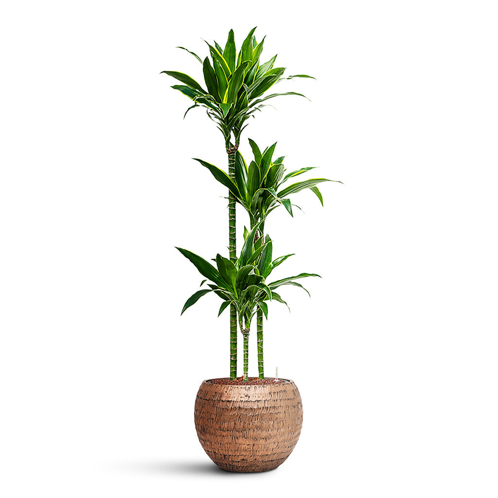 Opus Hammered Globe Planter - XL Plant Display