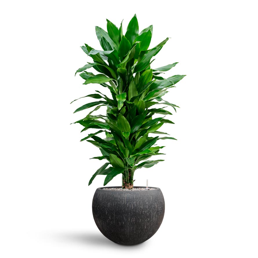 Raindrop Globe Planter - XL Plant Display