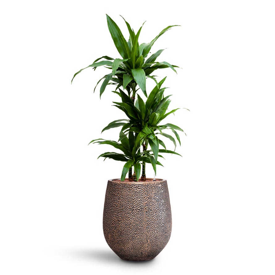 Opus Hit Darcy Planter - Large Plant Display