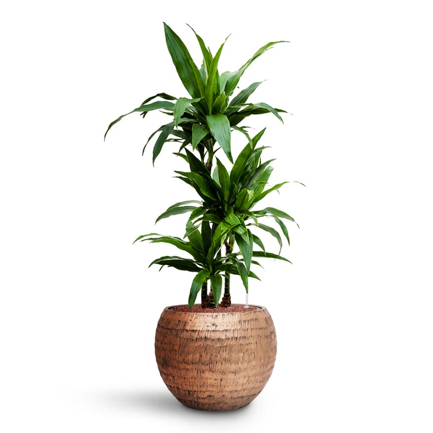 Opus Hammered Globe Planter - XL Plant Display
