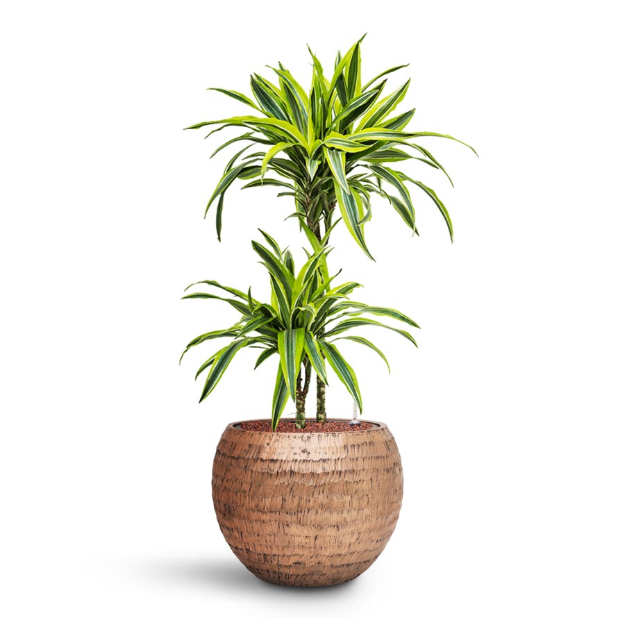 Opus Hammered Globe Planter - XL Plant Display
