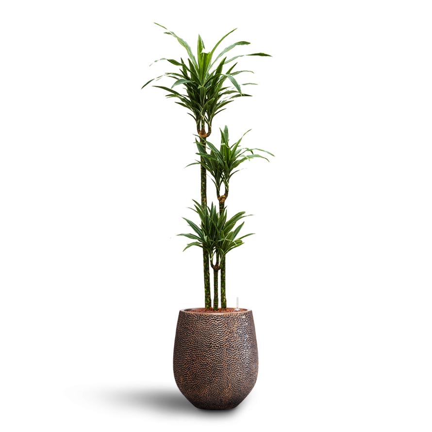Opus Hit Darcy Planter - Large Plant Display
