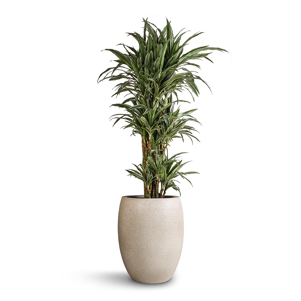 Grigio Tall Balloon - XL Plant Display