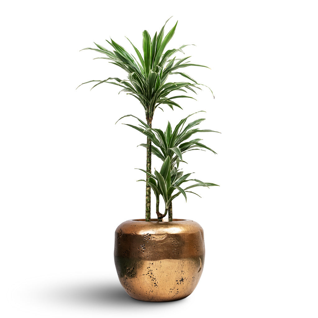 Opus Raw Couple Planter - XL Plant Display