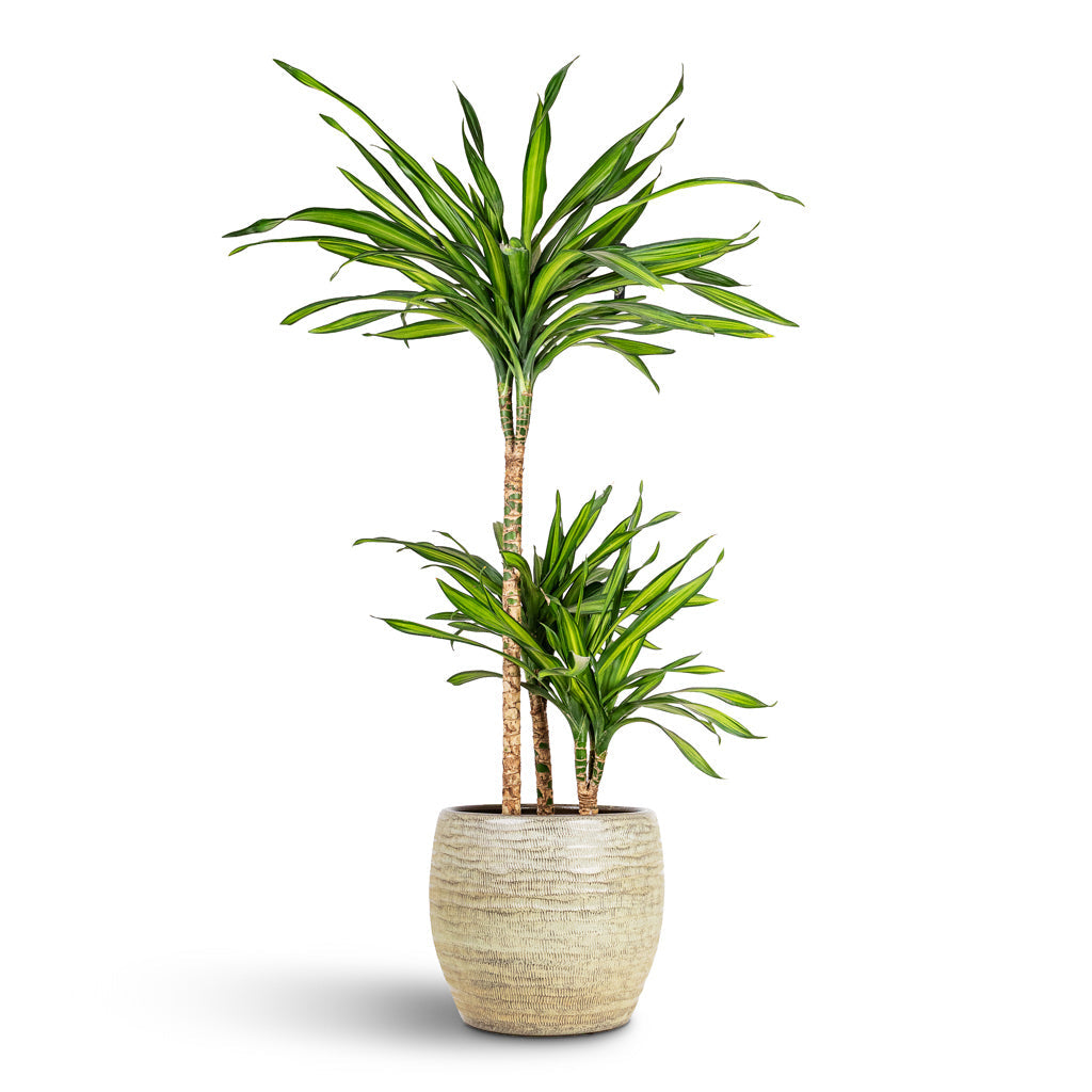 Manuel Plant Pot - Shiny Thyme