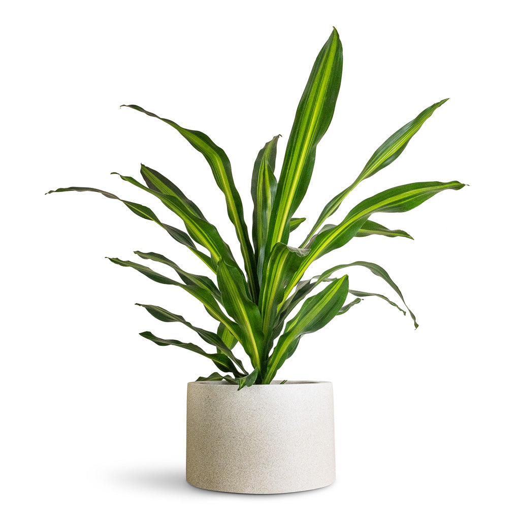 Grigio Cylinder Planter - Large Plant Display