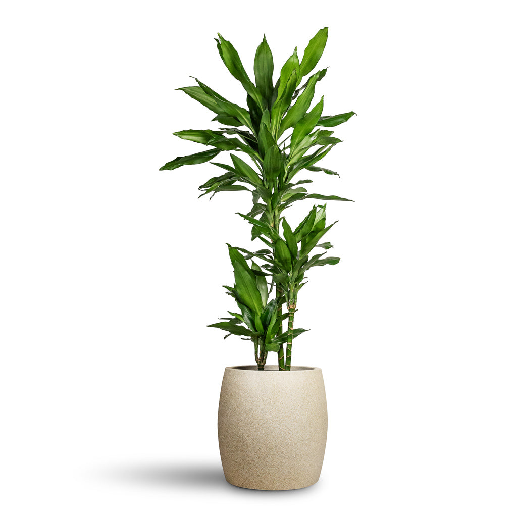 Grigio Modern Planter - XL Plant Display