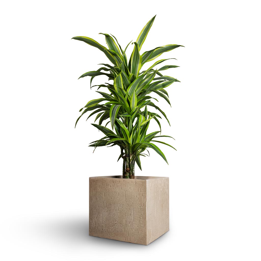 Raindrop Cube Planter - Large Plant Display