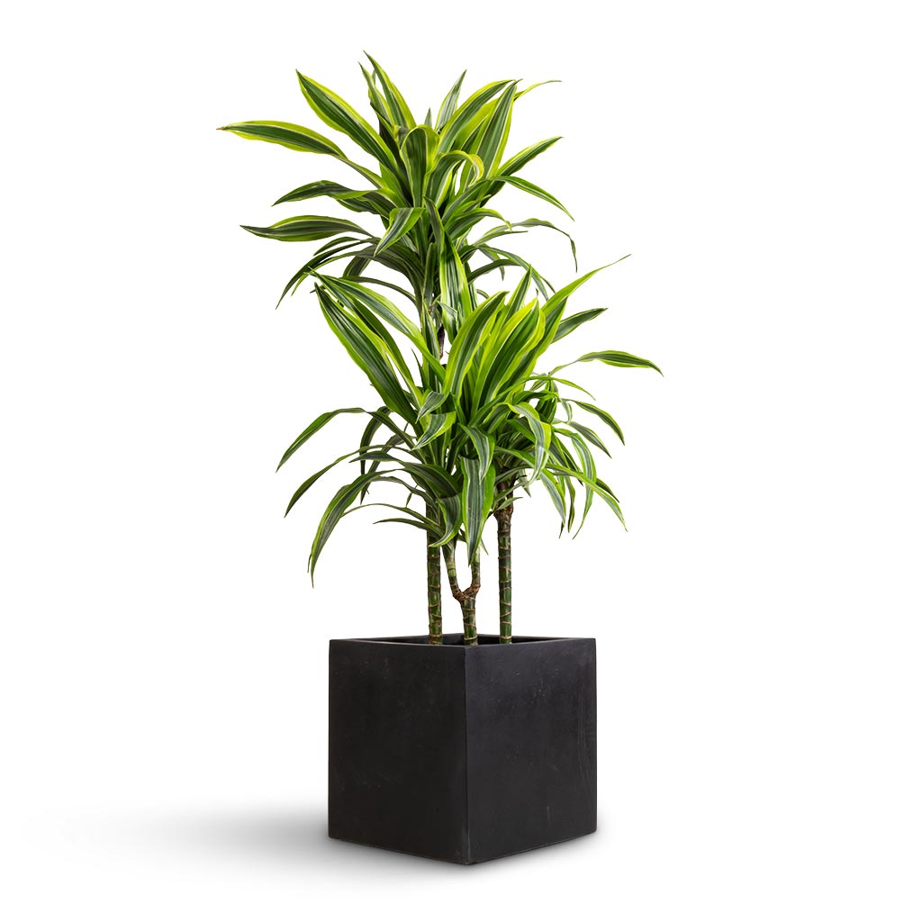 Grigio Cube Planter - Large Plant Display