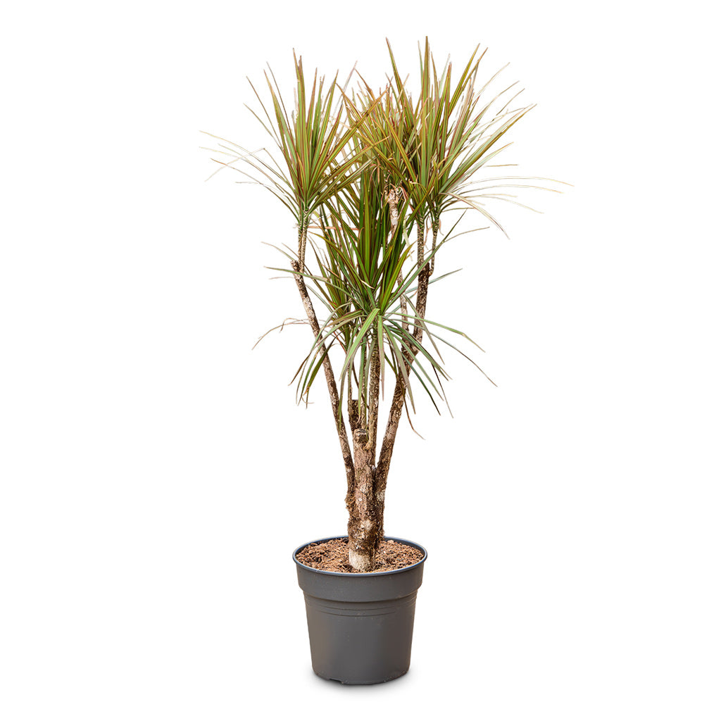 Dracaena marginata Bicolour - Branched