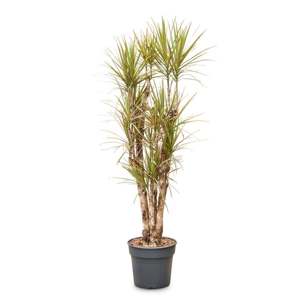 Dracaena marginata Bicolour - Branched