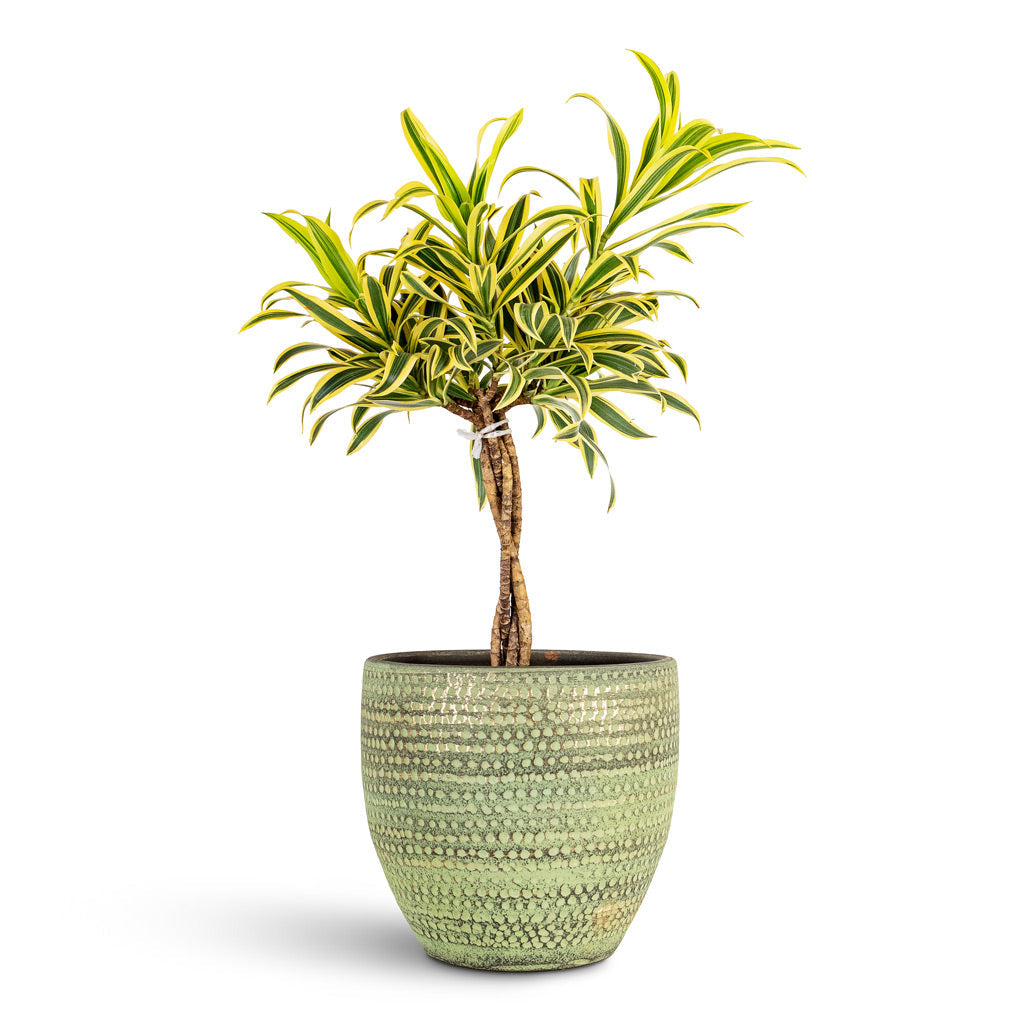 Dracaena reflexa Song of India