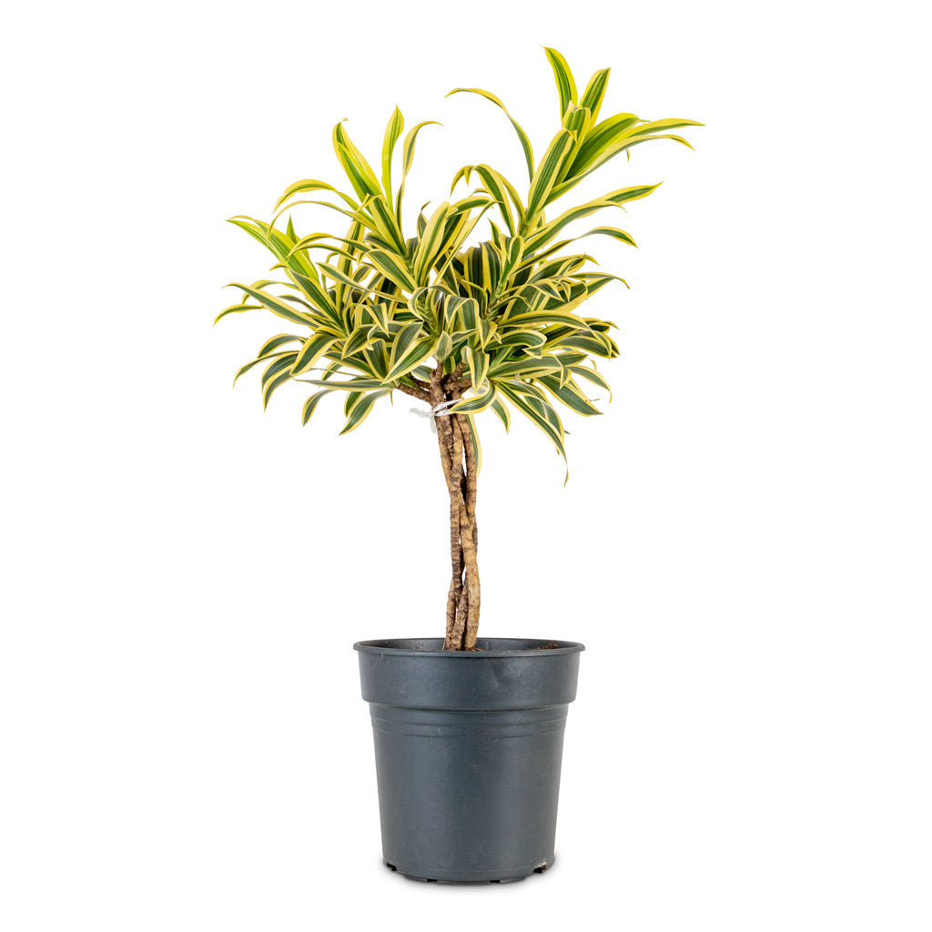 Dracaena reflexa Song of India