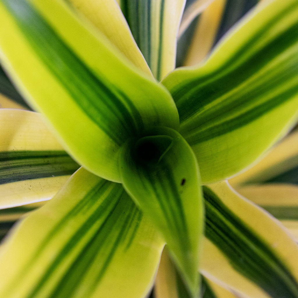 Dracaena reflexa Song of India