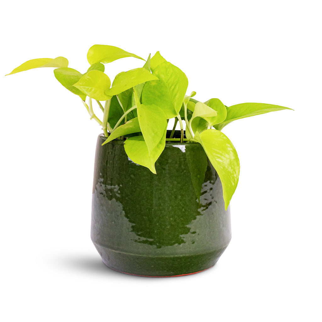 Common Plant Pot - Shiny Emerald