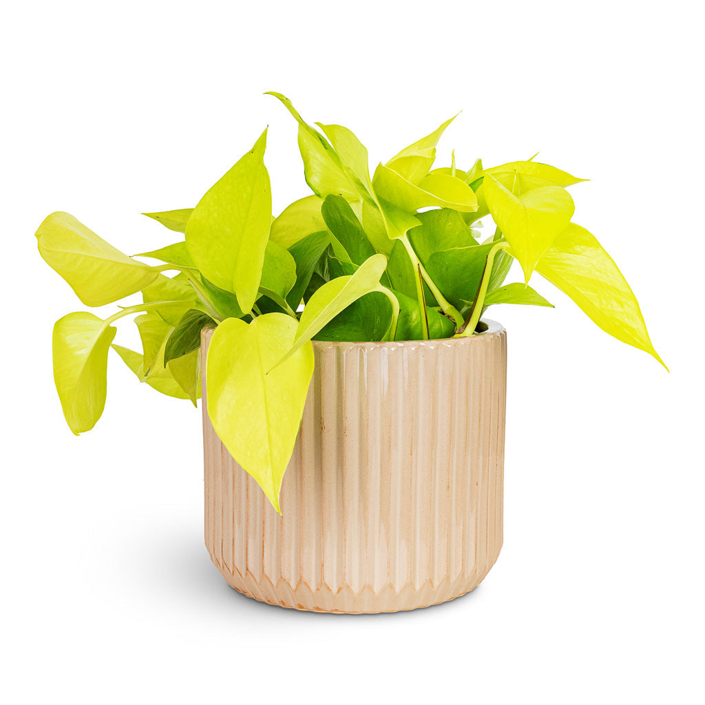 Willow Ribbed Plant Pot - Sepia
