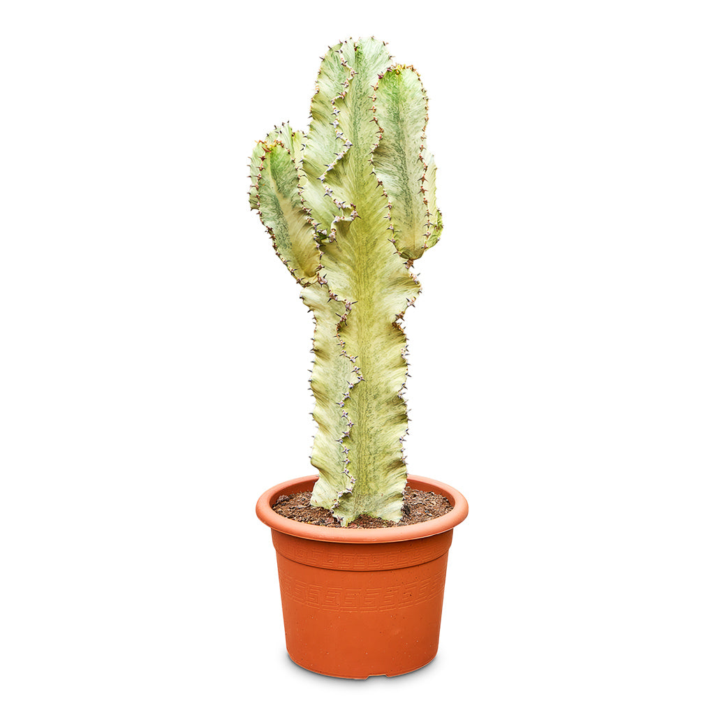 Euphorbia ingens Marmorata - Marbled Candelabra Tree