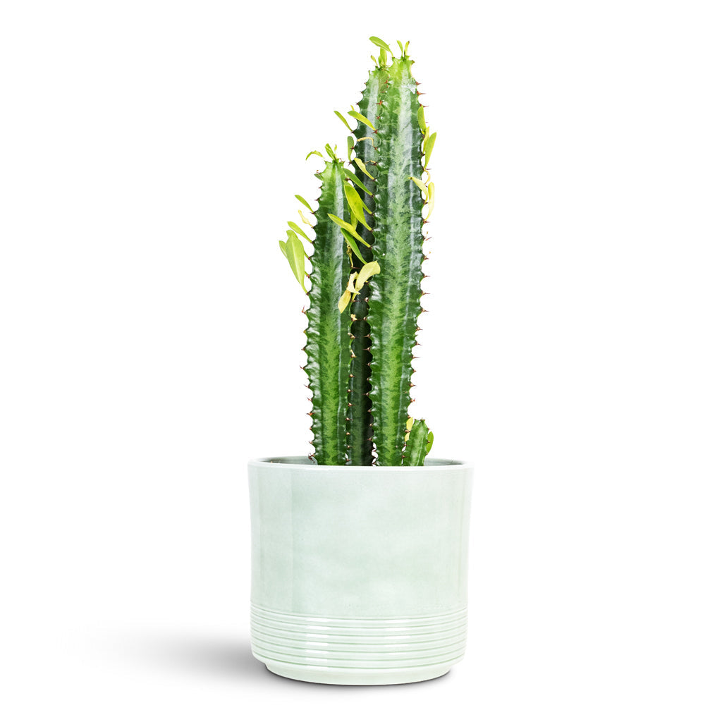 Euphorbia trigona - African Milk Tree