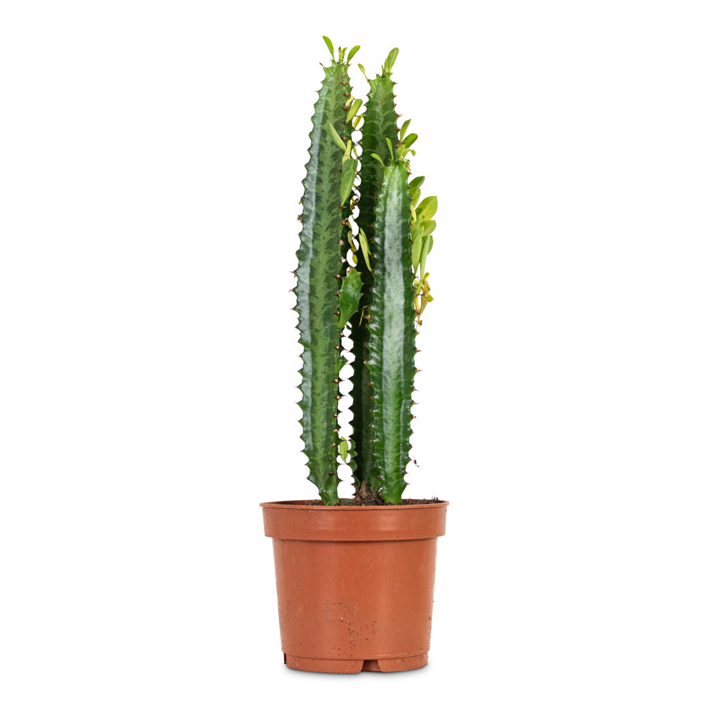 Euphorbia trigona - African Milk Tree