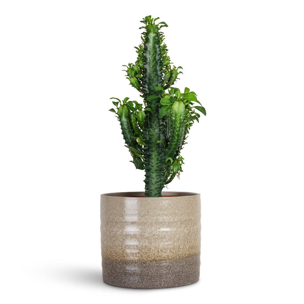Euphorbia trigona - African Milk Tree