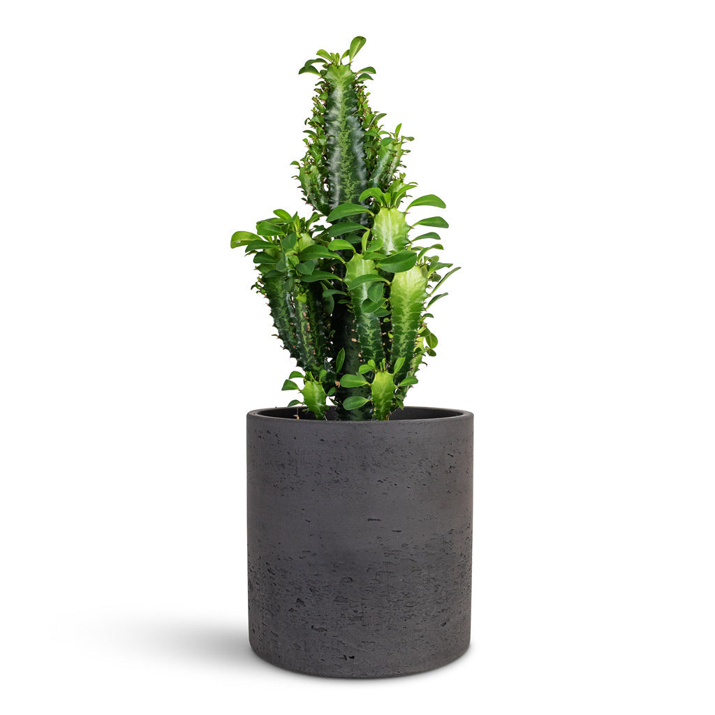 Euphorbia trigona - African Milk Tree