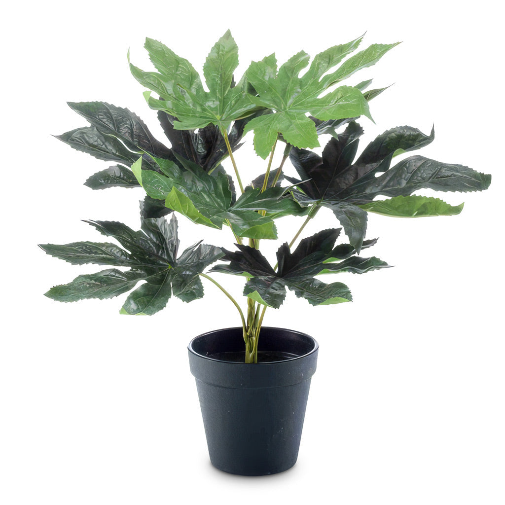 Fatsia - Japanese Aralia - Potted - Artificial
