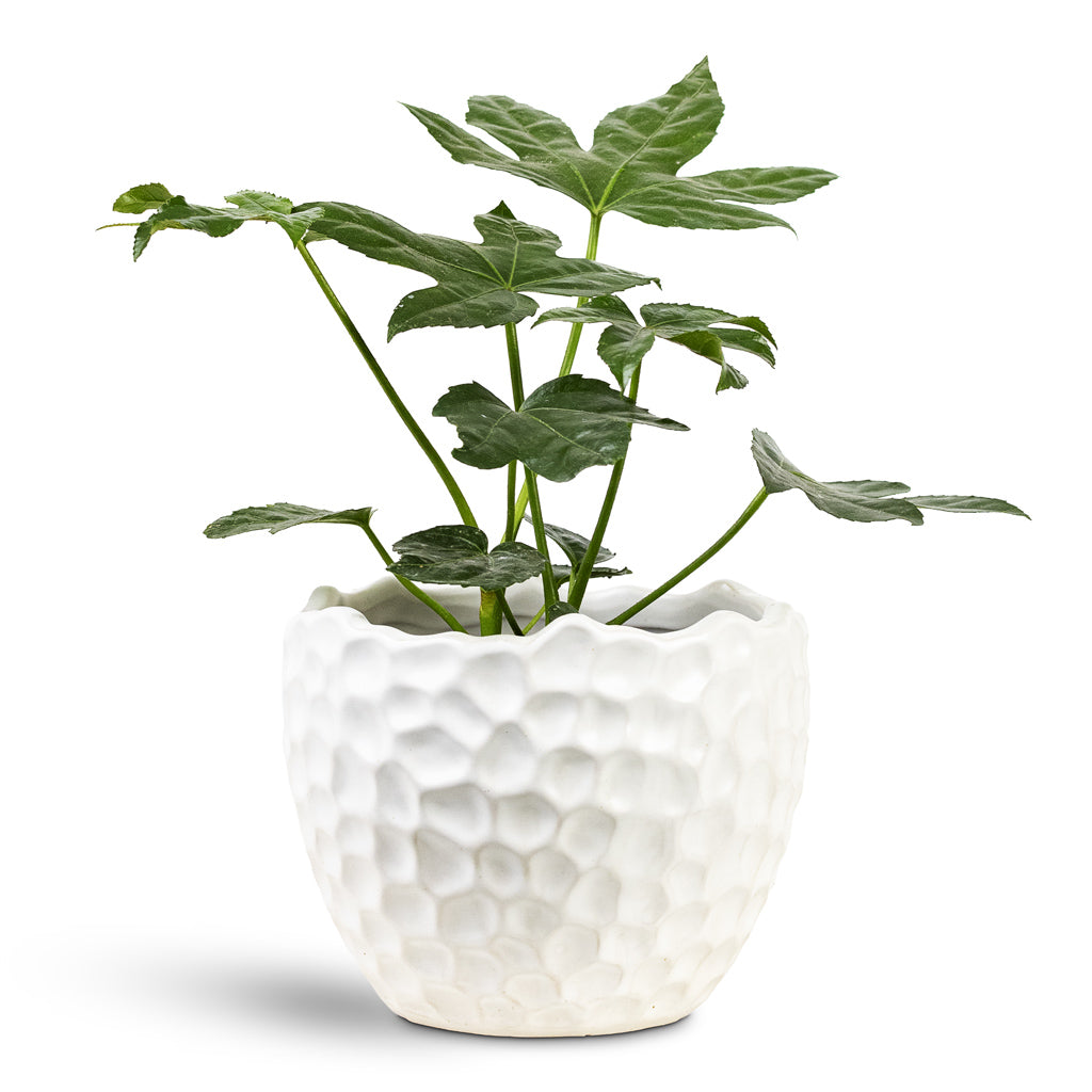 Kew Botanical Textured Plant Pot - White