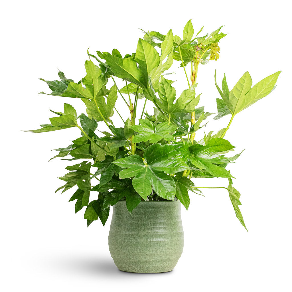 Devon Plant Pot - Olive Honeycomb