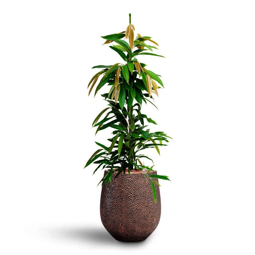 Opus Hit Darcy Planter - Large Plant Display