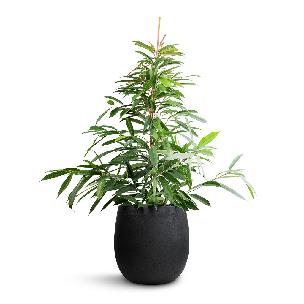 Grigio Balloon - Large Plant Display