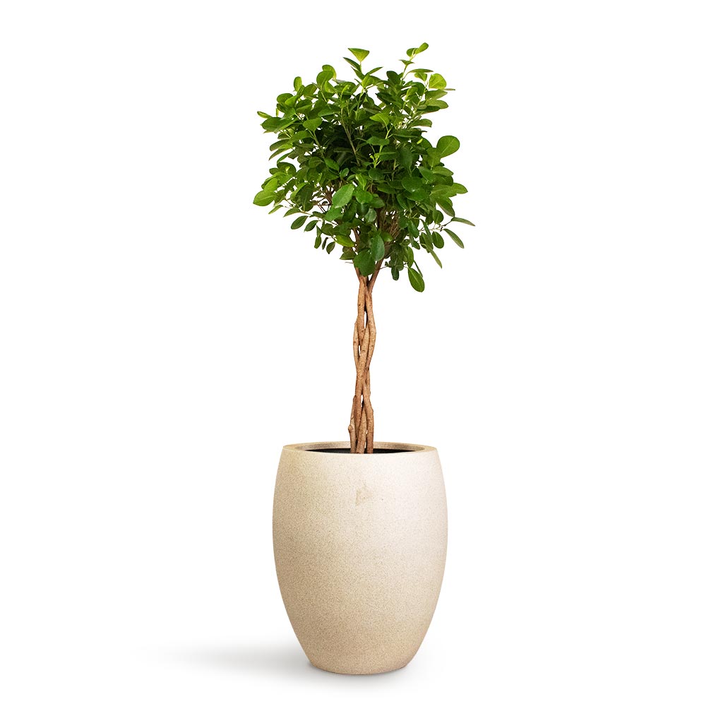 Grigio Tall Balloon - Large Plant Display