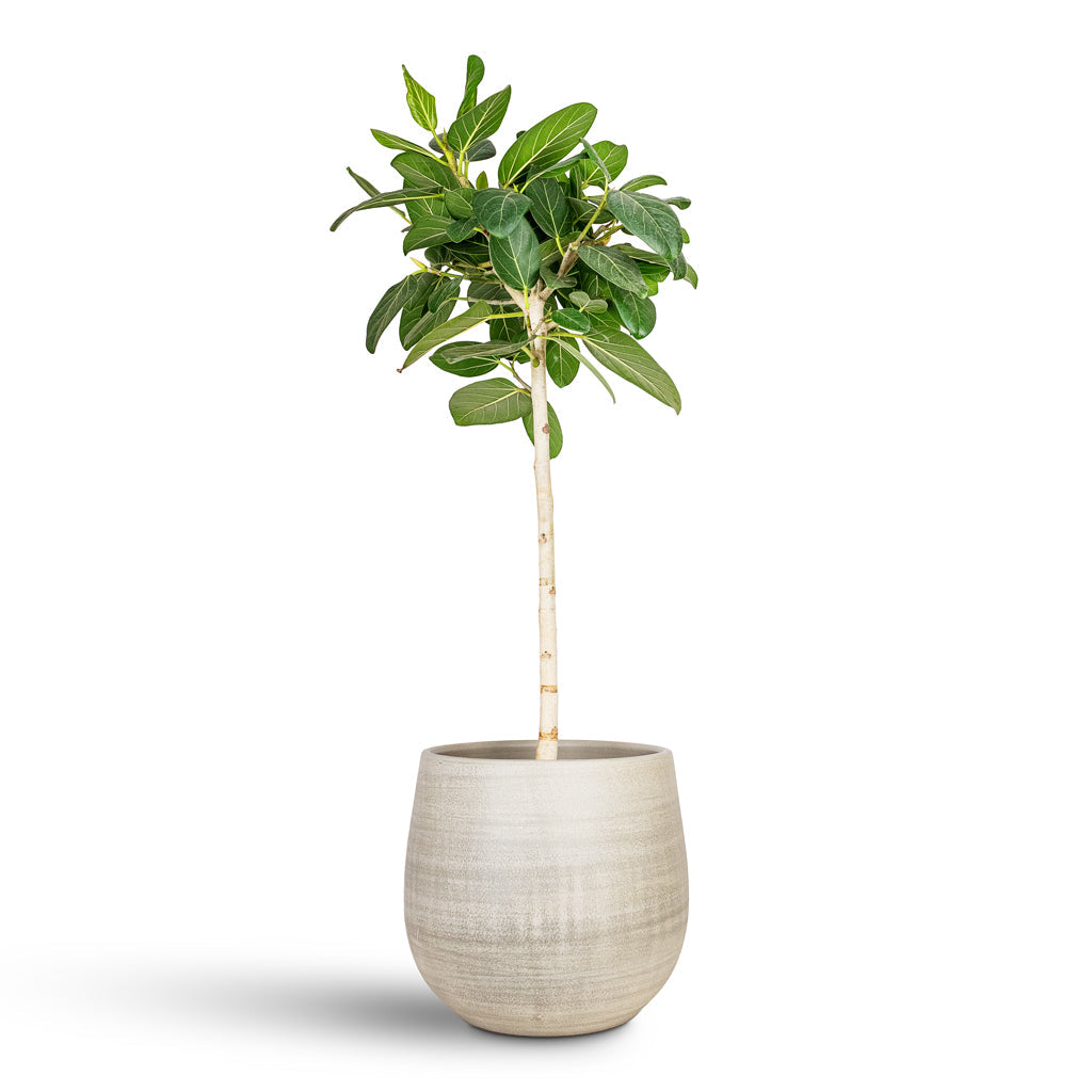 Esra Plant Pot - Concrete