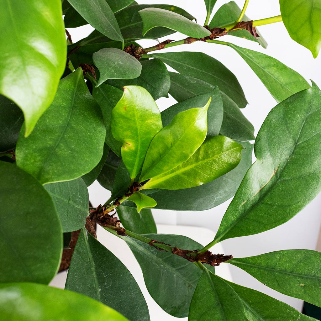 Ficus cyathistipula - African Fig - Twisted Stem