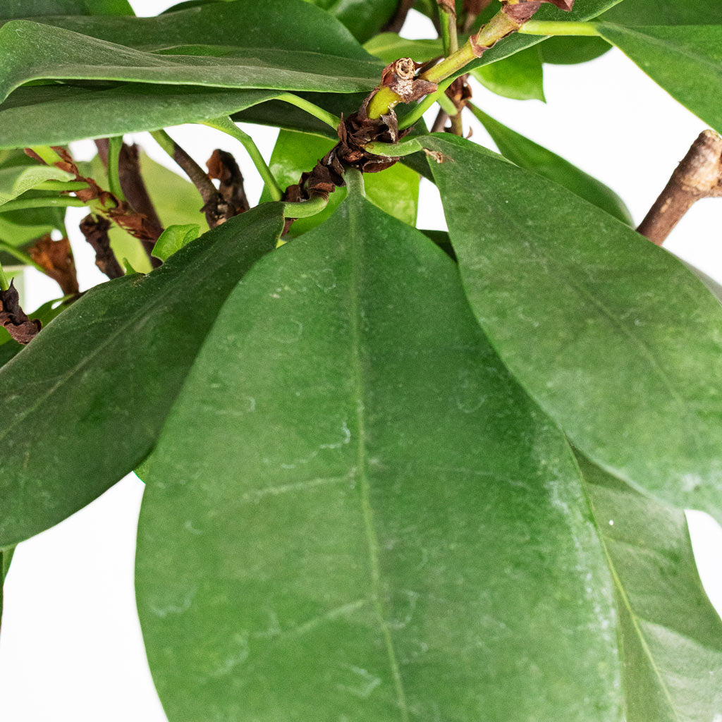 Ficus cyathistipula - African Fig - Twisted Stem