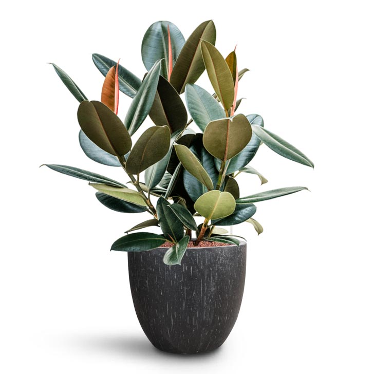 Raindrop Egg Planter - Large Plant Display