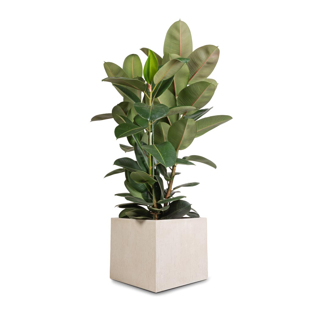 Raindrop Cube Planter - Large Plant Display