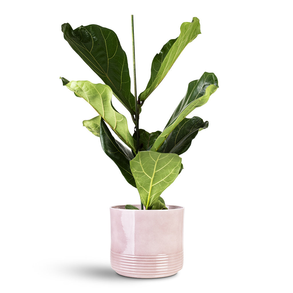Munich Plant Pot - Rose Gloss