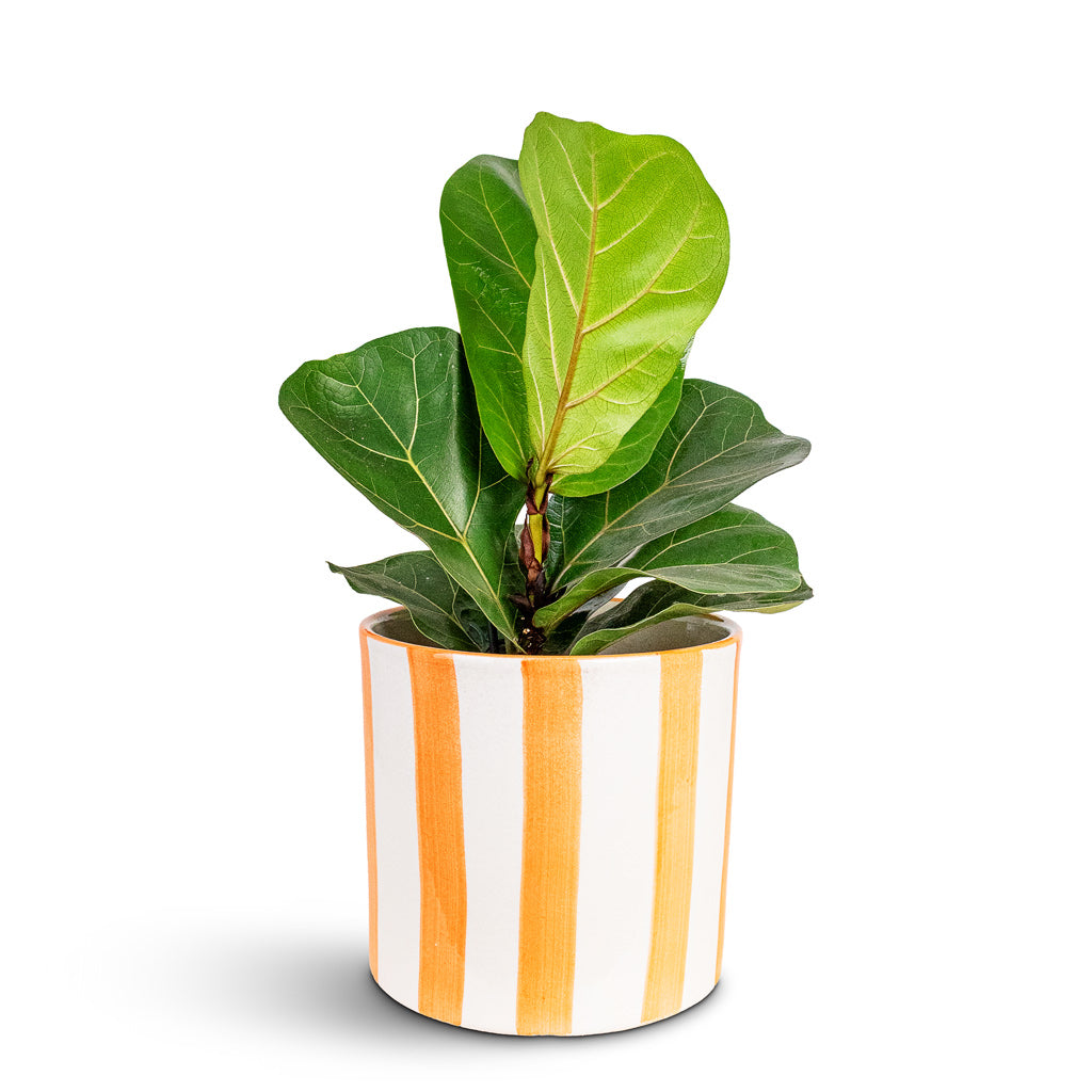 Paros Painted Plant Pot - Orange Stripe