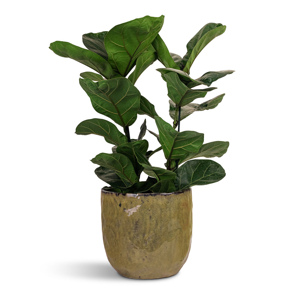 Brian Plant Pot - Marrakesh