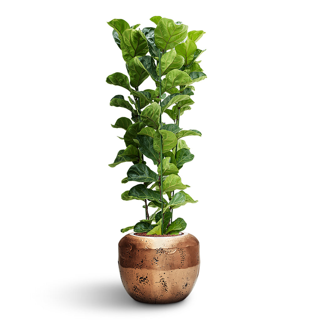 Opus Raw Couple Planter - Large Plant Display