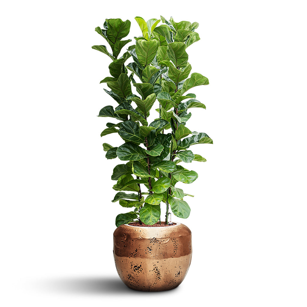 Opus Raw Couple Planter - XL Plant Display