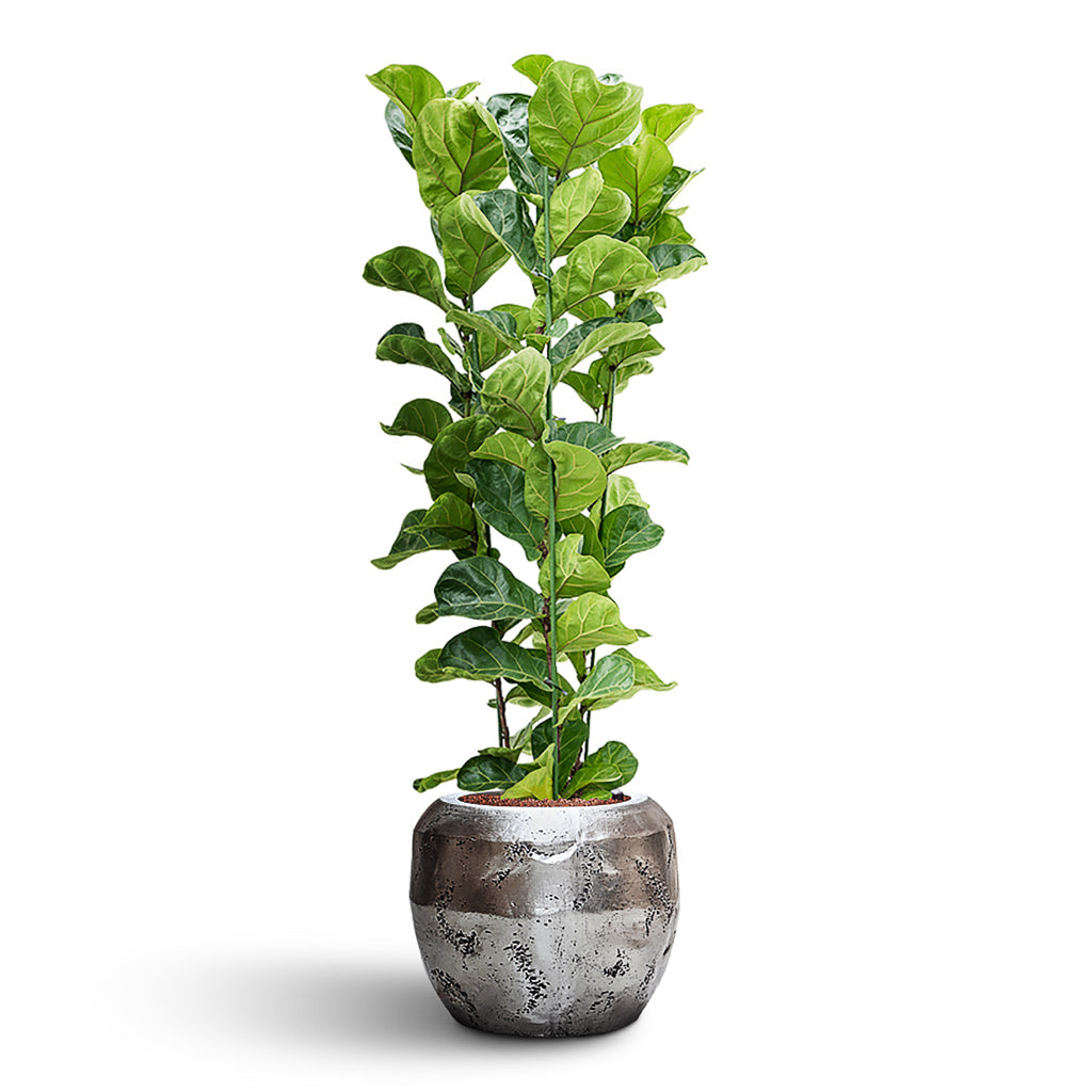 Opus Raw Couple Planter - Large Plant Display