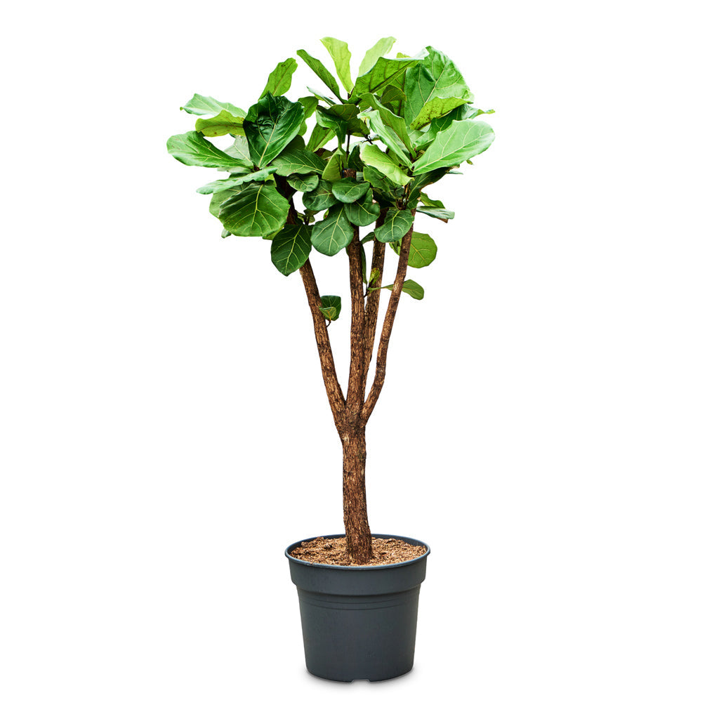 Ficus lyrata - Fiddle Leaf Fig - Branched