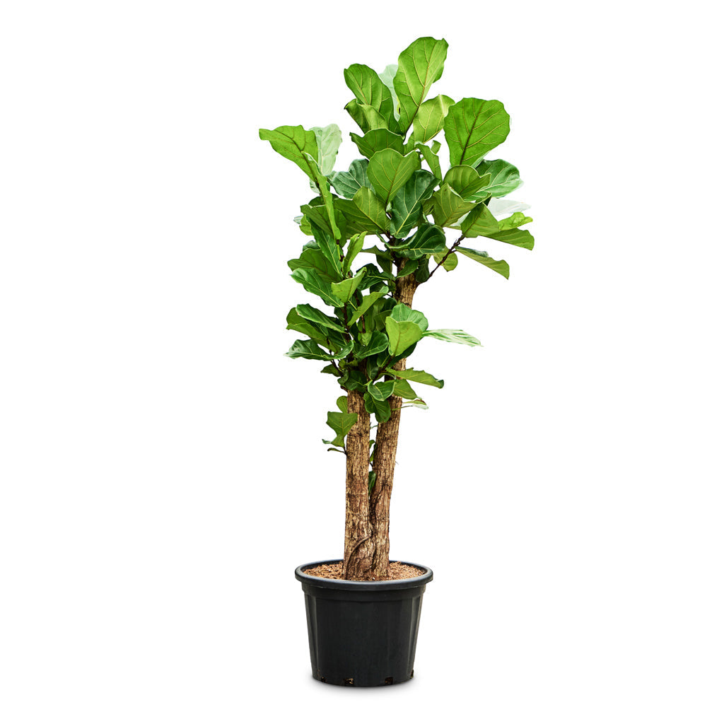 Ficus lyrata - Fiddle Leaf Fig - Branched