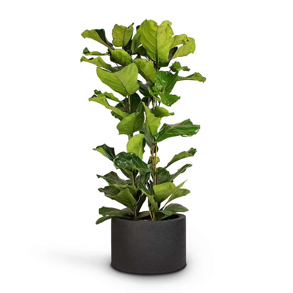 Grigio Cylinder Planter - Large Plant Display